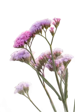 Imagen PNG para descargar